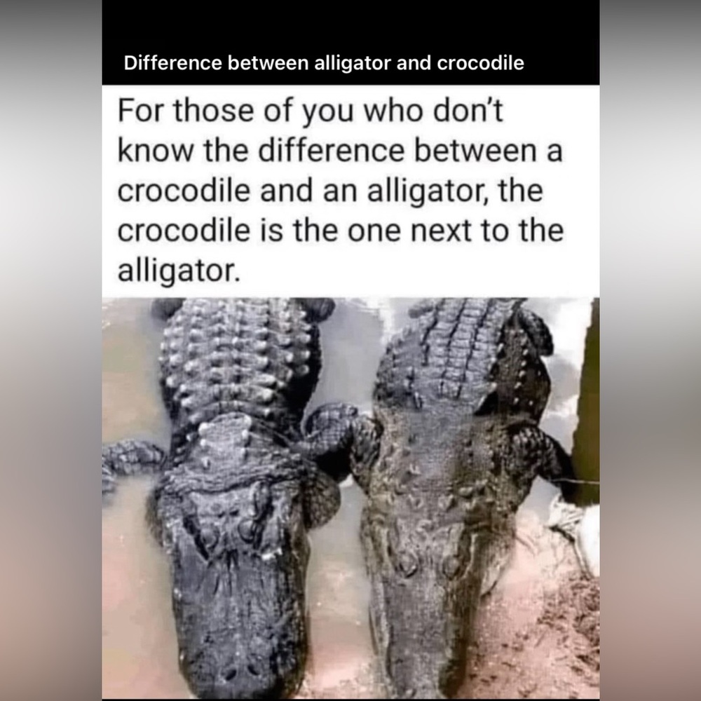 🐊 Live Listing - Picture 12 of 16